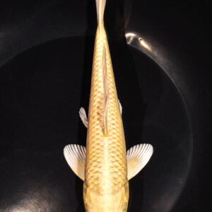7.5" YAMABUKI OGON