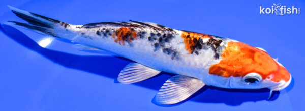 7.5" YAMATO NISHIKI