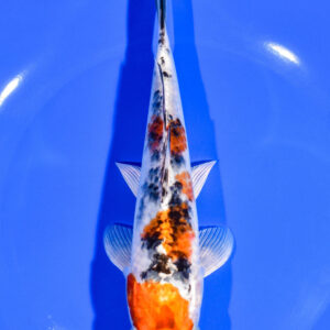 7.5" YAMATO NISHIKI