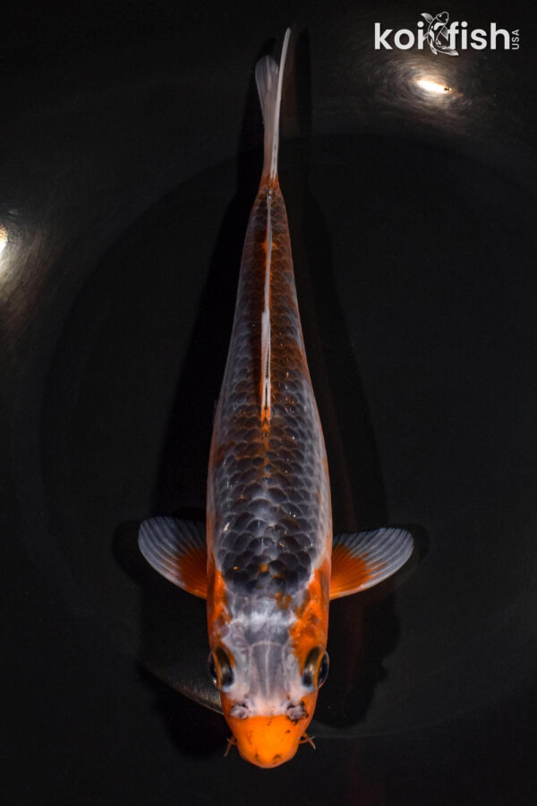 7.75" ASAGI