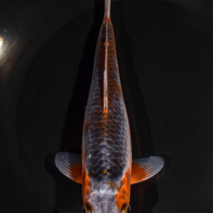 7.75" ASAGI