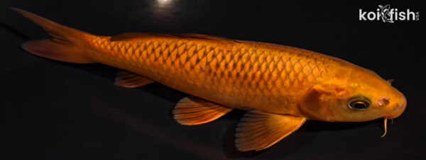 Gold Fish