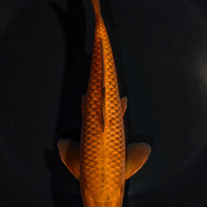 7.75" CHAGOI