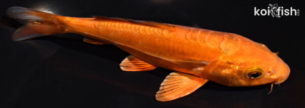 7.75" DOITSU CHAGOI