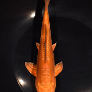 7.75" DOITSU CHAGOI