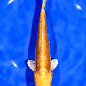 7.75" DOITSU YAMABUKI OGON