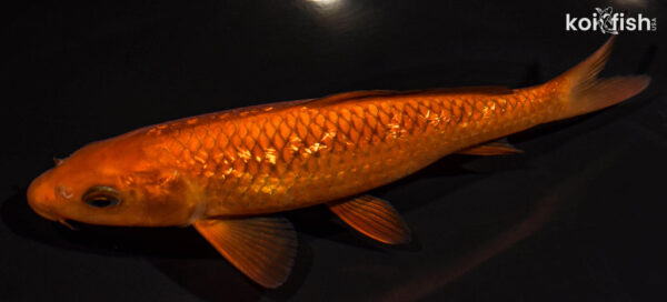7.75" GINRIN CHAGOI