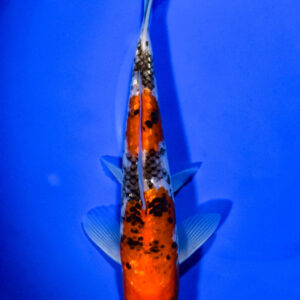 7.75" GINRIN GOSHIKI