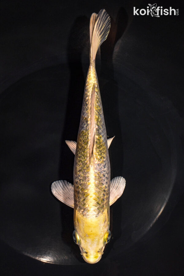 7.75" GINRIN HARIWAKE