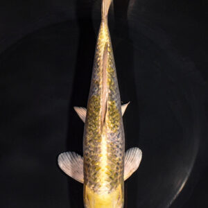 7.75" GINRIN HARIWAKE