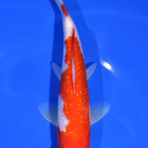 7.75" GINRIN KOHAKU