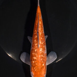 7.75" GINRIN OCHIBA SHIGURE