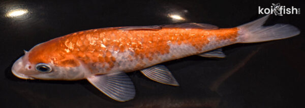 7.75" GINRIN OCHIBA SHIGURE