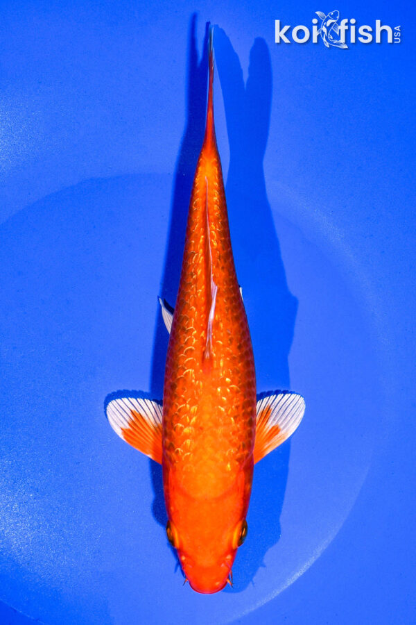 7.75" GINRIN ORENJI OGON