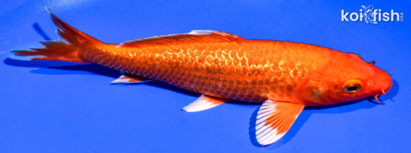 7.75" GINRIN ORENJI OGON