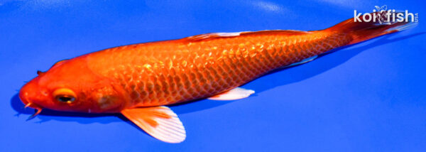 7.75" GINRIN ORENJI OGON