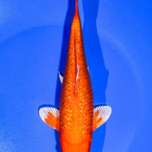 7.75" GINRIN ORENJI OGON