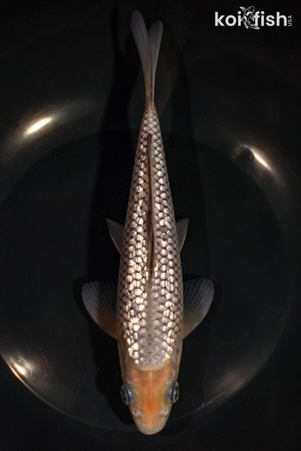 7.75" GINRIN SORAGOI