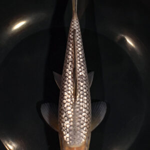 7.75" GINRIN SORAGOI