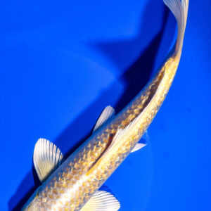 7.75" GINRIN YAMABUKI OGON