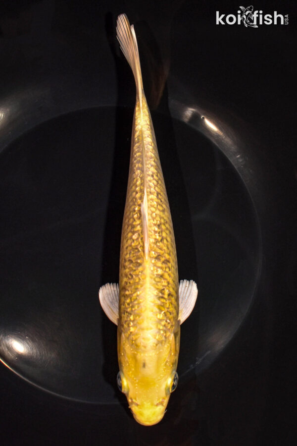 7.75" GINRIN YAMABUKI OGON