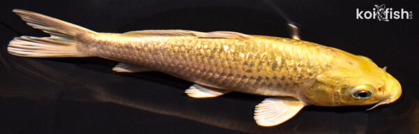 7.75" GINRIN YAMABUKI OGON