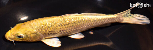 7.75" GINRIN YAMABUKI OGON