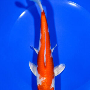 7.75" HARIWAKE