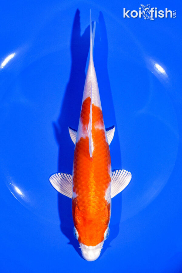 7.75" HARIWAKE