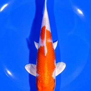 7.75" HARIWAKE