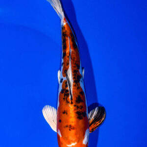 7.75" HEISEI NISHIKI