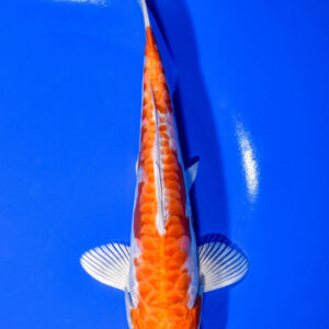 7.75" KIKUSUI