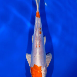 7.75" KIKUSUI