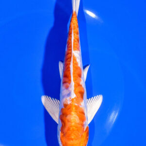7.75" KIKUSUI