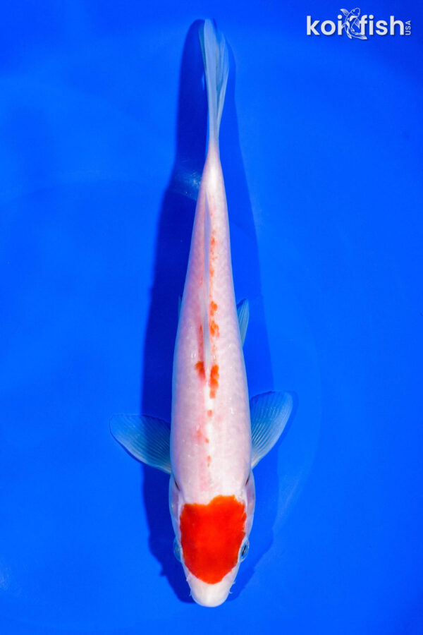 7.75" MARUTEN KOHAKU