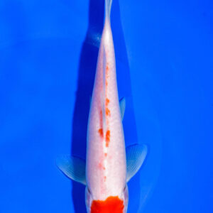 7.75" MARUTEN KOHAKU