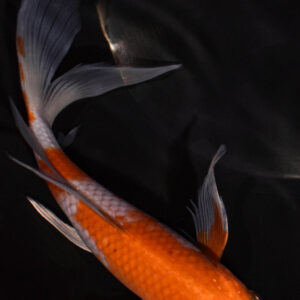 7.75" OCHIBA SHIGURE BUTTERFLY