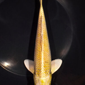 7.75" YAMABUKI OGON