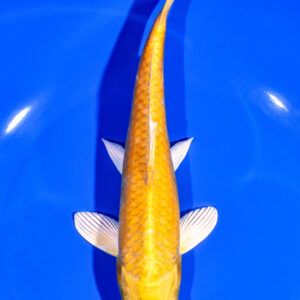 7.75" YAMABUKI OGON