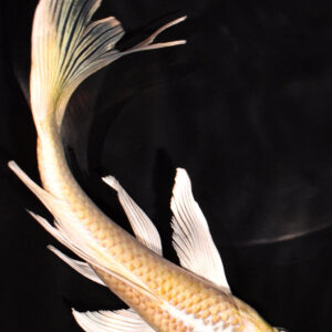 7.75" YAMABUKI OGON BUTTERFLY