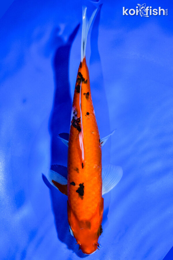 8" AKA SANKE