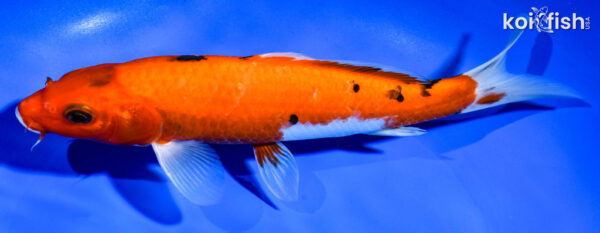 8" AKA SANKE