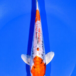 8" BENI KIKOKURYU
