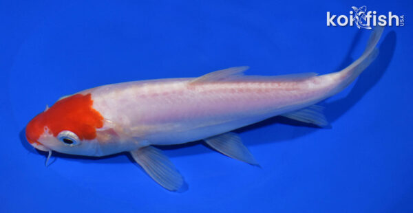 8" DOITSU KOHAKU