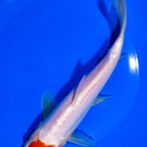 8" DOITSU KOHAKU FOR SALE