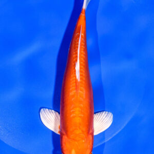 8" DOITSU ORENJI OGON