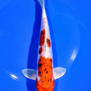 8" DOITSU SANKE