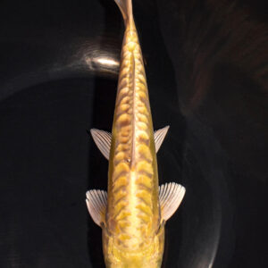 8" DOITSU YAMABUKI OGON