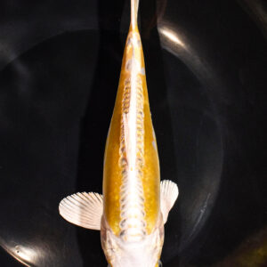 8" DOITSU YAMABUKI OGON