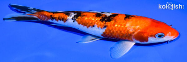 8" GINRIN AKA SANKE